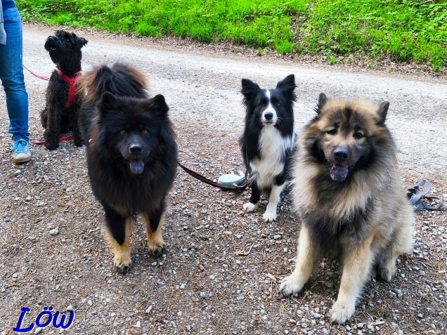 22.4.2025 - Herkules, Howard, Iva und Dwix auf der Hochstraße